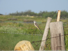 Tyrannus forficatus