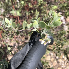 Arctostaphylos pungens
