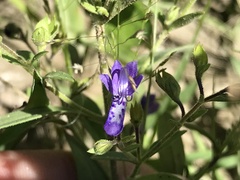 Trichostema dichotomum