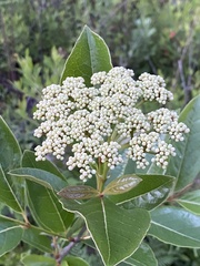 Viburnum nudum