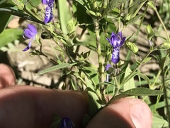 Trichostema dichotomum