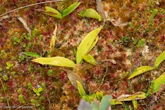 Maianthemum trifolium