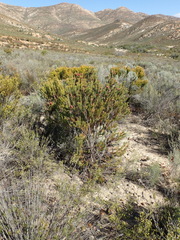 Leucadendron teretifolium