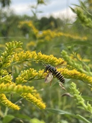 Spilomyia longicornis