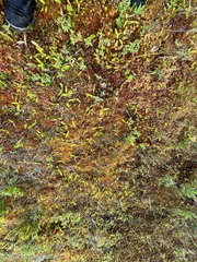 Maianthemum trifolium