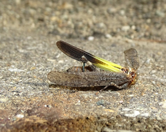 Trimerotropis verruculata