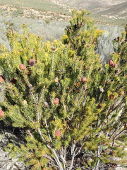 Leucadendron teretifolium