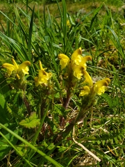 Pedicularis oederi