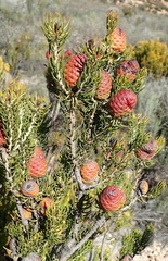 Leucadendron teretifolium