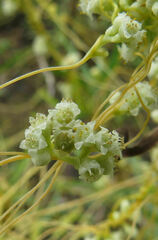 Cuscuta
