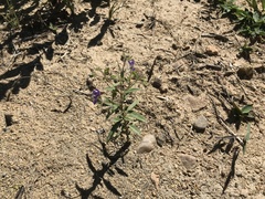 Trichostema dichotomum