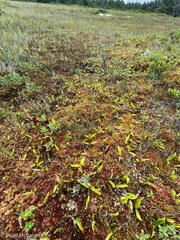 Maianthemum trifolium