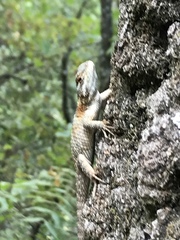 Sceloporus torquatus binocularis