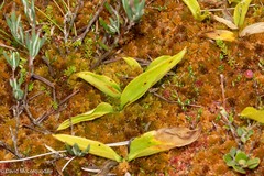 Maianthemum trifolium