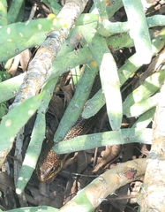 Plestiodon obsoletus