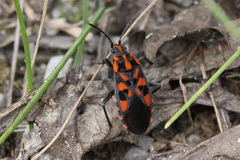 Spilostethus saxatilis