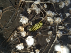 Danaus erippus