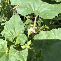 Proboscidea parviflora