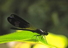 Aristocypha fenestrella