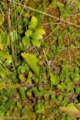 Maianthemum trifolium