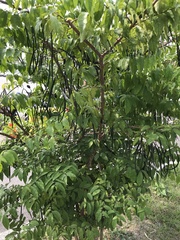 Wrightia religiosa