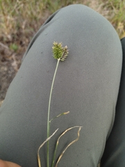 Eleusine tristachya
