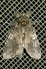 Peridea angulosa