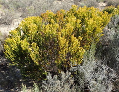 Leucadendron teretifolium