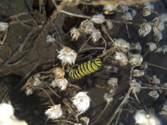 Danaus erippus