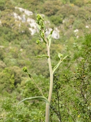 Ferula glauca