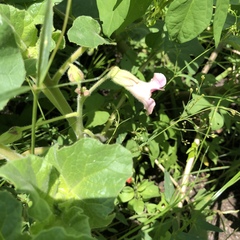 Proboscidea parviflora