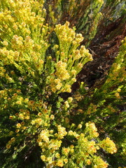 Leucadendron teretifolium