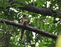 Trogon collaris