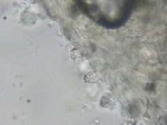 Mycena tenerrima