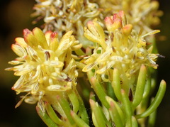 Leucadendron teretifolium