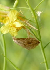 Evergestis forficalis