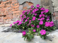 Catharanthus roseus