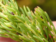 Leucadendron teretifolium
