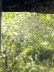 Frontinella pyramitela