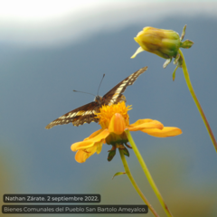 Catasticta nimbice