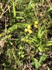 Xyris difformis
