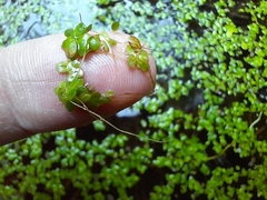 Lemna minor