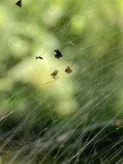 Frontinella pyramitela