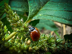 Cycloneda sanguinea