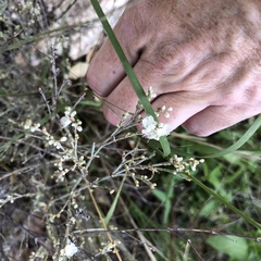 Eriogonum wrightii
