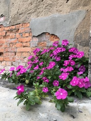 Catharanthus roseus