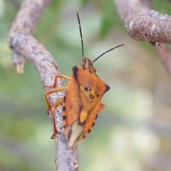 Carpocoris mediterraneus atlanticus