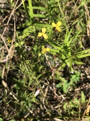 Xyris difformis