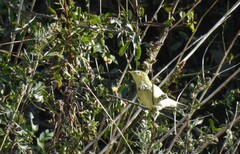 Phylloscopus trochilus