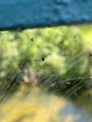 Frontinella pyramitela